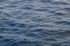 2Y3A3381
