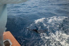 2Y3A3594