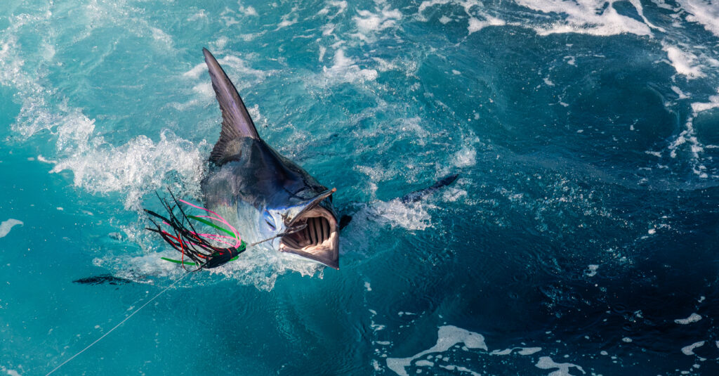 Blue Marlin released during the White Marlin Open 2026