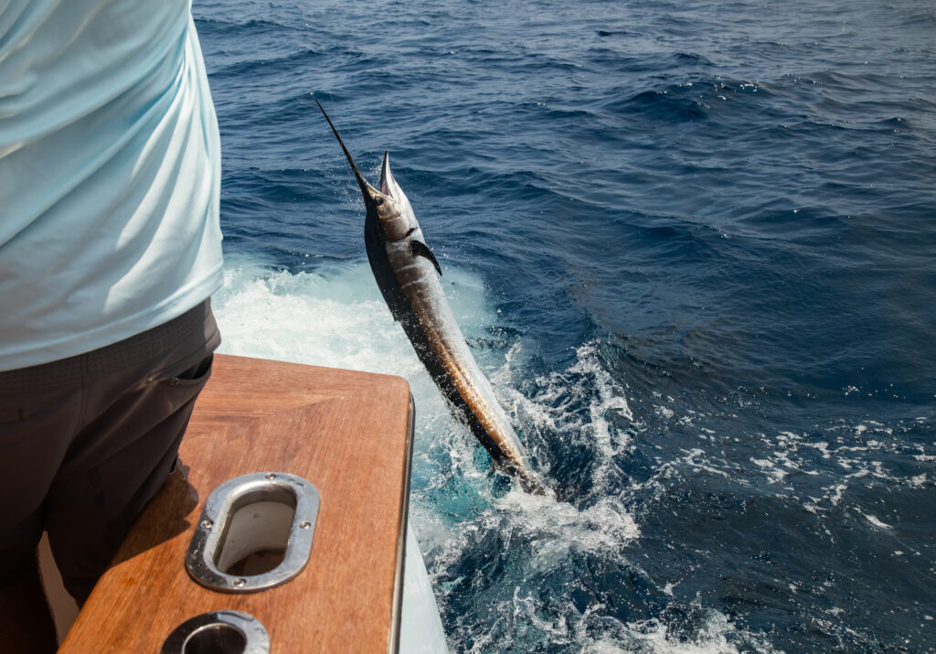 Sailfish being released behind boat